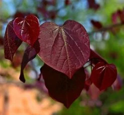 Black Pearl™ Redbud Tree 8 Black Pearl™ Redbud Tree -Green Plant Store Black Pearl Redbud Tree 450 D1