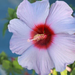 Summer Spice® Hardy Hibiscus Bleu Brulee™ -Green Plant Store Bleu Brulee Hibiscus 1