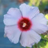 Summer Spice® Hardy Hibiscus Bleu Brulee⢠1 Summer Spice® Hardy Hibiscus Bleu Brulee⢠-Green Plant Store Bleu Brulee Hibiscus 600x600 6bdbba94 4b1f 4e90 b72d 72a14608d63d