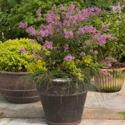 Bloomerang® Lilac Shrub 14 Bloomerang® Lilac Shrub -Green Plant Store Bloomerang Lilac Shrub 1