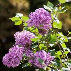 Bloomerang® Lilac Shrub 12 Bloomerang® Lilac Shrub -Green Plant Store Bloomerang Lilac Shrub 2