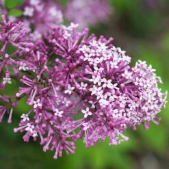 Bloomerang® Lilac Shrub 13 Bloomerang® Lilac Shrub -Green Plant Store Bloomerang Lilac Shrub 5 FGT