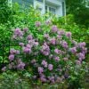 Bloomerang® Lilac Shrub 1 Bloomerang® Lilac Shrub -Green Plant Store Bloomerang Lilac Shrub 600x600 fbcbaec1 7351 48c4 b56f 15f2756df306