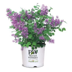 Bloomerang® Lilac Shrub 15 Bloomerang® Lilac Shrub -Green Plant Store Bloomerang Lilac Shrub 7 3G