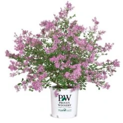 Bloomerang® Lilac Shrub 16 Bloomerang® Lilac Shrub -Green Plant Store Bloomerang Lilac Shrub 8 5G