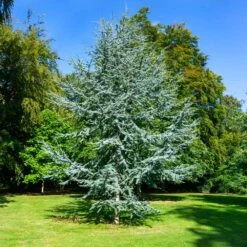 Blue Atlas Cedar Tree -Green Plant Store Blue Atlas Cedar 2
