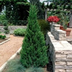 Blue Point Juniper 8 Blue Point Juniper -Green Plant Store Blue Point Juniper 2
