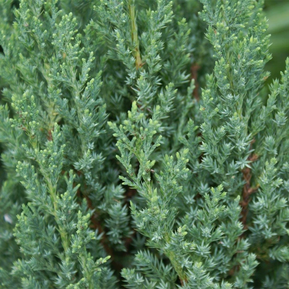 Blue Point Juniper 6 Blue Point Juniper - Image 4