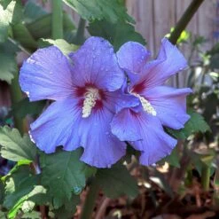 Azurri Blue Satin® Rose Of Sharon Althea Tree -Green Plant Store Blue Satin Rose Of Sharon Tree 2