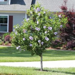Azurri Blue Satin® Rose Of Sharon Althea Tree -Green Plant Store Blue Satin Rose Of Sharon Tree 3 44946843 a3ea 4054 b02e a6db3052ceb9
