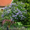 Azurri Blue Satin® Rose Of Sharon Althea Tree 1 Azurri Blue Satin® Rose Of Sharon Althea Tree -Green Plant Store Blue Satin Rose Of Sharon Tree 600x600 60de359b badf 4160 8f5d 202267acab41