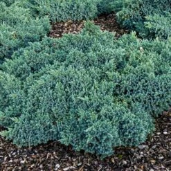 Blue Star Juniper Shrub 11 Blue Star Juniper Shrub -Green Plant Store Blue Star Juniper 4