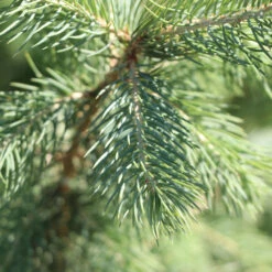 Blue Wonder Spruce Tree 9 Blue Wonder Spruce Tree -Green Plant Store Blue Wonder Spruce 3 FGT