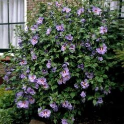 Bluebird Rose Of Sharon Hibiscus Shrub -Green Plant Store Bluebird Hibiscus 2
