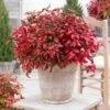 Blush Pink™ Nandina Shrub -Green Plant Store Blush Pink Nandina 600x600 60ae8e3f f699 4fdc aa60 41bdb9f2debf