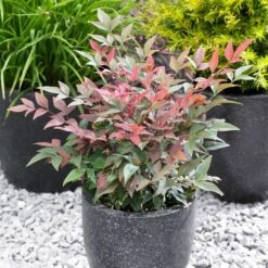 Blush Pink™ Nandina Shrub -Green Plant Store Blush Pink Nandina FGT 5