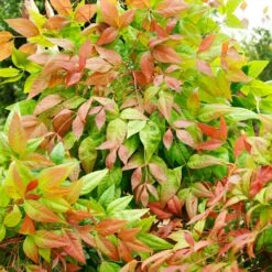 Blush Pink™ Nandina Shrub -Green Plant Store Blush Pink Nandina FGT 6
