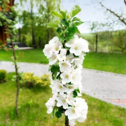 Blushing Delight™ Columnar Apple Tree 10 Blushing Delight™ Columnar Apple Tree -Green Plant Store Blushing Delight Columnar Apple 3
