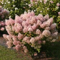 Bobo® Hydrangea Shrub -Green Plant Store Bobo Hyrangea 4 FGT