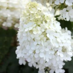 Bobo® Hydrangea Shrub -Green Plant Store Bobo Hyrangea 5