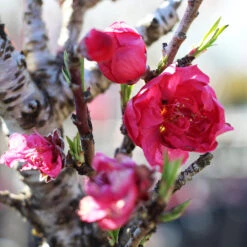 Bonanza Patio Peach Tree -Green Plant Store Bonanza Peach tree 4 FGT