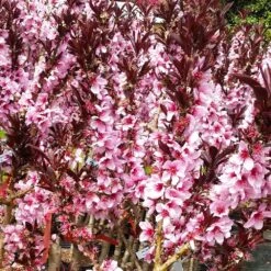 Bonfire Patio Peach Tree -Green Plant Store Bonfire Peach 3 FGT