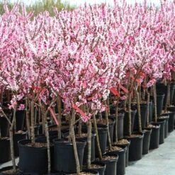 Bonfire Patio Peach Tree -Green Plant Store Bonfire Peach 4