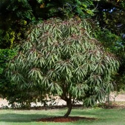 Bonfire Patio Peach Tree -Green Plant Store Bonfire Peach 6