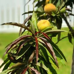Bonfire Patio Peach Tree -Green Plant Store Bonfire Peach 7 FGT