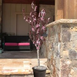 Bonfire Patio Peach Tree -Green Plant Store Bonfire Peach 9