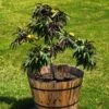 Bonfire Patio Peach Tree -Green Plant Store Bonfire Peach FGT 600x600 053cb525 f24f 4cbc 98d9 e07eac378d39