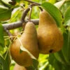 Bosc Pear Tree -Green Plant Store Bosc pears 600x600 FGT f3cdc24f 4ee7 4db4 8f17 fc904cf59cd5