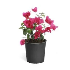 Barbara Karst Bougainvillea 21 Barbara Karst Bougainvillea -Green Plant Store Bougainvillea Barbera Karst 6inch 68480f0d df5e 4cb0 b8d1 912b64b1b5ce