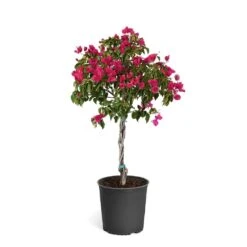 Barbara Karst Bougainvillea 23 Barbara Karst Bougainvillea -Green Plant Store Bougainvillea Barbera Karst Tree 46e6ff16 c20a 427c 82cd c6d7d103fd68