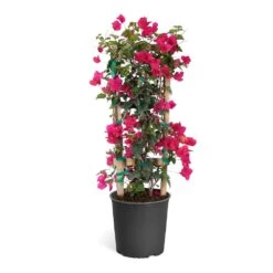 Barbara Karst Bougainvillea 22 Barbara Karst Bougainvillea -Green Plant Store Bougainvillea Barbera Karst Trellis c50b3fdc 836a 4431 b642 46324d3f2616