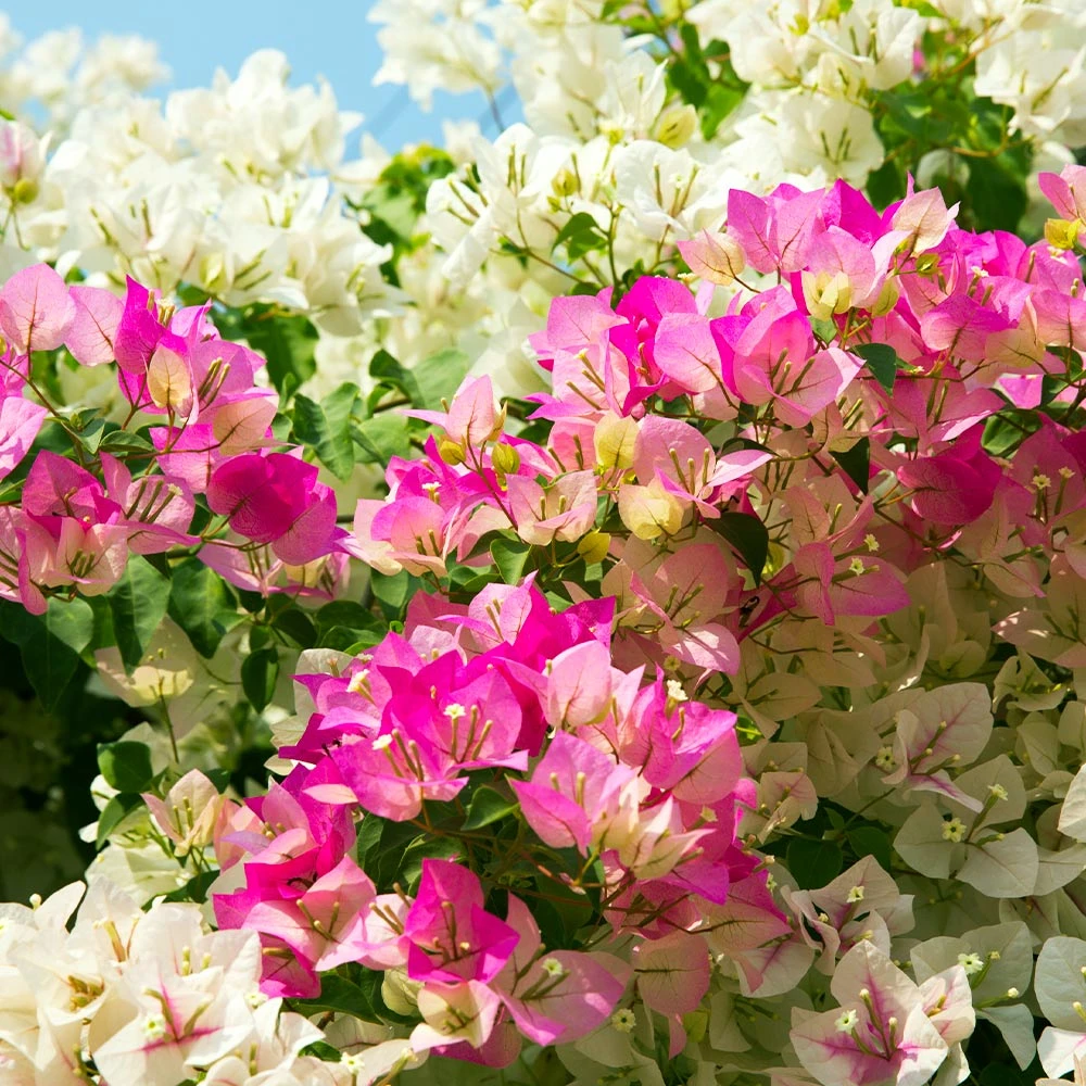 Bi-Color Bougainvillea Tree 5 Bi-Color Bougainvillea Tree - Image 3