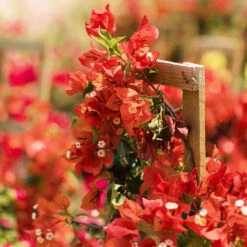 Sundown Orange Bougainvillea -Green Plant Store Bougainvillea Sundown 2 FGT