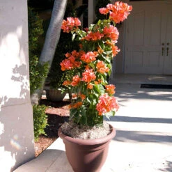 Sundown Orange Bougainvillea -Green Plant Store Bougainvillea Sundown 4