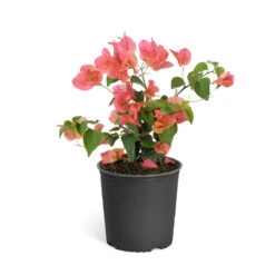 Sundown Orange Bougainvillea -Green Plant Store Bougainvillea Sundown 6qt