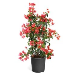 Sundown Orange Bougainvillea -Green Plant Store Bougainvillea Sundown TR