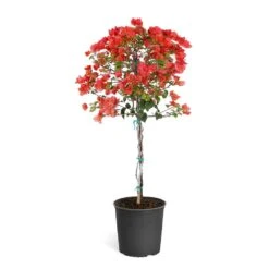 Sundown Orange Bougainvillea -Green Plant Store Bougainvillea Sundown tree