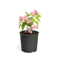 Thai Delight Bougainvillea -Green Plant Store Bougainvillea Thai 6inch 2b64339f 3e7d 4698 81c3 7b79fad40cd5