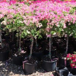 Thai Delight Bougainvillea -Green Plant Store Bougainvillea Thai 7