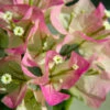 Thai Delight Bougainvillea -Green Plant Store Bougainvillea Thai FGT 600x600 d6b29cf6 b979 48df 8763 85911721860b