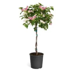 Thai Delight Bougainvillea -Green Plant Store Bougainvillea Thai tree