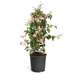 Thai Delight Bougainvillea -Green Plant Store Bougainvillea Thai trellis