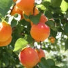 Bounty Peach Tree 1 Bounty Peach Tree -Green Plant Store Bounty Peach 600x600 ee4d2b5f 3ab5 4cf8 b1cb 748f957a658b