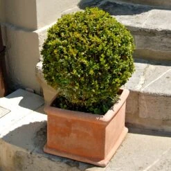 Titan Boxwood Shrub -Green Plant Store Boxwood Titan 6