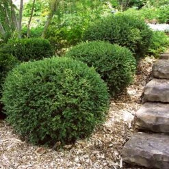 Wintergreen Boxwood Shrub -Green Plant Store Boxwood Wintergreen 2