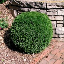Wintergreen Boxwood Shrub -Green Plant Store Boxwood Wintergreen 3